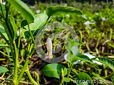 Calystegia sepium is a species of bindweed, with a subcosmopolitan distribution throughout the temperate Northern and Southern Stock Photo