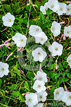 Field bindweed flowers in the meadow Stock Photo