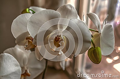 Delicate white flowers of the Phalaenopsis orchid with a dark yellow center and buds, on a long peduncle by the window Stock Photo
