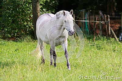 Camargue horse Stock Photo