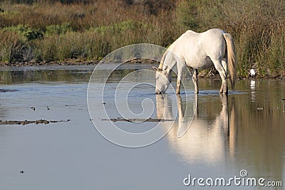 Camargue horse drinking in a pond Stock Photo
