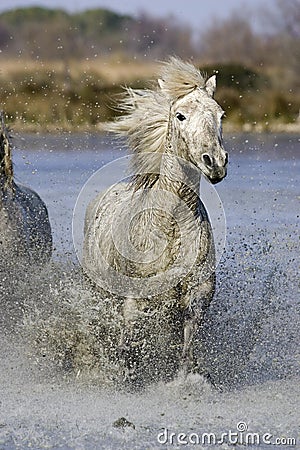 CAMARGUE HORSE, GALOPPING IN SWAMP, SAINTES MARIE DE LA MER IN SOUTH OF FRANCE Stock Photo