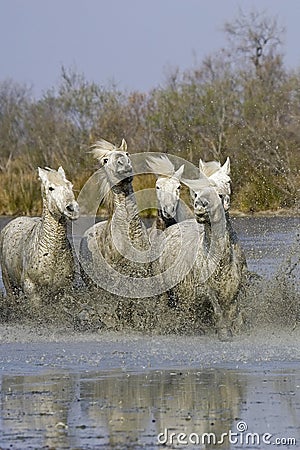 CAMARGUE HORSE, HERD GALOPPING IN SWAMP, SAINTES MARIE DE LA MER IN SOUTH OF FRANCE Stock Photo