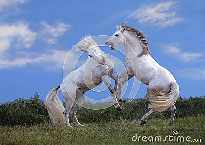 Camargue Horse, Stallions Fighting, Saintes Marie de la Mer in Camargue, in the South of France Stock Photo