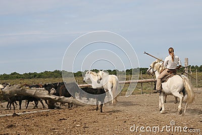 Camargue Horses & Bulls Stock Photo