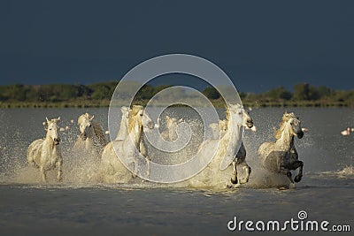 Camargue, wild horses Stock Photo