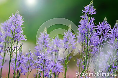 Camassia leichtinii closeup, beautiful blooming camassia or wild hyacinth in the garden in spring Stock Photo