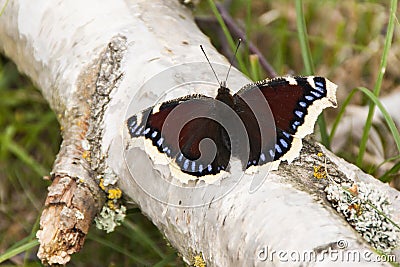 Camberwell Beauty butterfly, Nymphalis antiopa Stock Photo