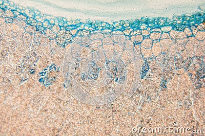 Cambial cells- observation microscope Stock Photo