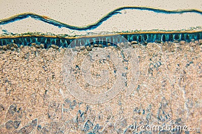 Cambial cells- observation microscope Stock Photo