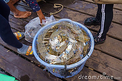 Cambodia. Kep. Crab market. Blue crabs Editorial Stock Photo