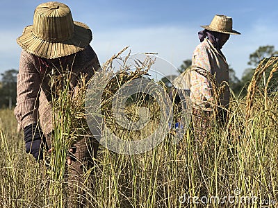 The rice harvesting Editorial Stock Photo