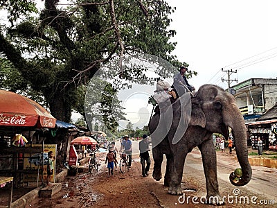 Cambodian Elephant in Village Editorial Stock Photo