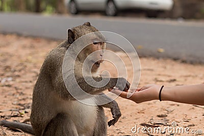 Asian Girl's Hand Feeding a Monkey Peanuts Stock Photo