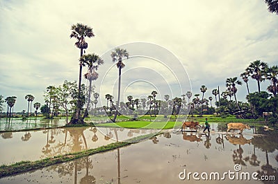 Cambodian kid with cows crossing a rice field Editorial Stock Photo