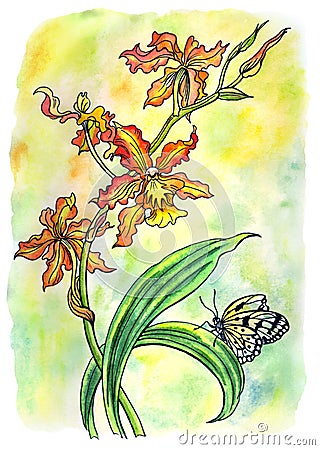 Cambria orchids and butterfly, watercolor illustration Cartoon Illustration