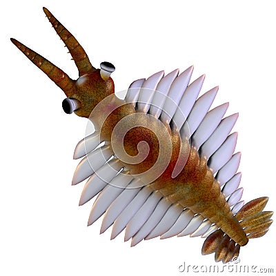 Cambrian Anomalocaris Head Stock Photo