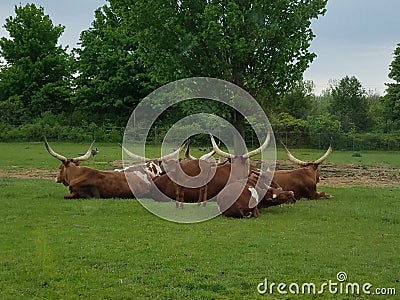 African bull in African Lion Safari Editorial Stock Photo