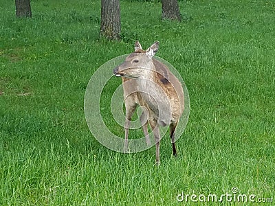 Deer in African Lion Safari Editorial Stock Photo