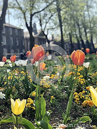 Cambridge, United Kingdom - October 18, 2019: Tulips in Christ's Piece public park in Cambridge Stock Photo