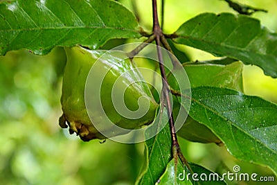 cambuci fruit among green leaves Stock Photo