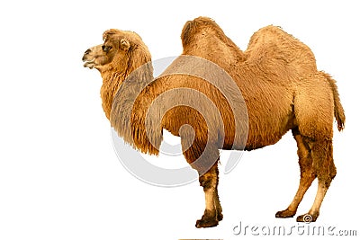 Camel Stock Photo