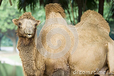 A camel Stock Photo