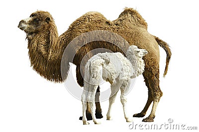 Camel Stock Photo