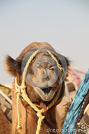 Camel Stock Photo