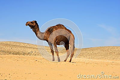 Camel Stock Photo