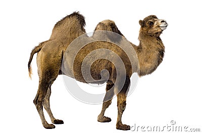 Camel Stock Photo