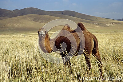 Camel Stock Photo