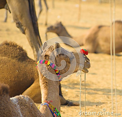Camel animal adventure background Stock Photo
