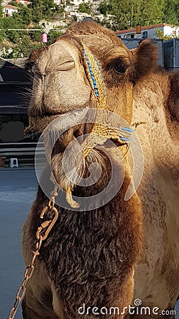 Camel animal Stock Photo
