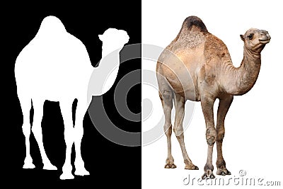 Camel animal over white Stock Photo