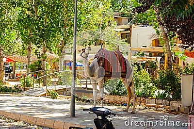 Camel in Baalbek Ancient city in Lebanon. Stock Photo