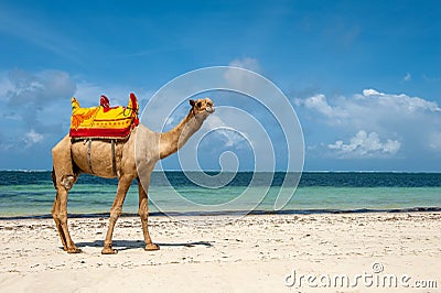 Camel on a beach coast Stock Photo