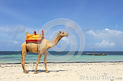 Camel on a beach coast Stock Photo