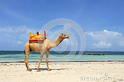 Camel on a beach coast Stock Photo