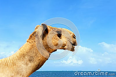 Camel on a beach coast Stock Photo