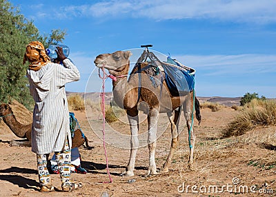 Camel and Berber drinking water Editorial Stock Photo