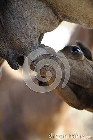 Camel Calf Stock Photo