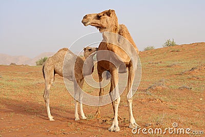Camel with Calf Stock Photo