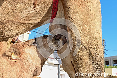 Camel calf sucking the breasts of his mother Stock Photo