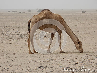 Camel, camels Stock Photo