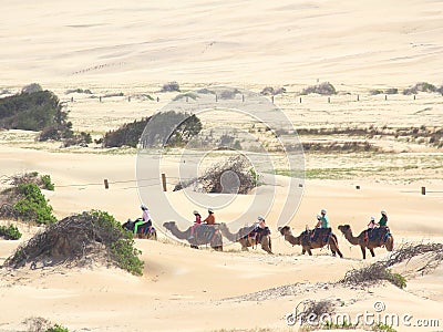 Camel caravan in dune landscape of Australia Editorial Stock Photo