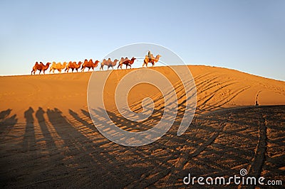 Camel caravan in the desert Editorial Stock Photo