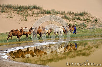 Camel caravan in the desert Editorial Stock Photo