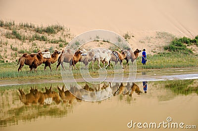 Camel caravan in the desert Editorial Stock Photo