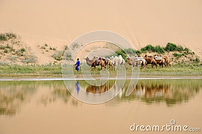 Camel caravan in the desert Editorial Stock Photo